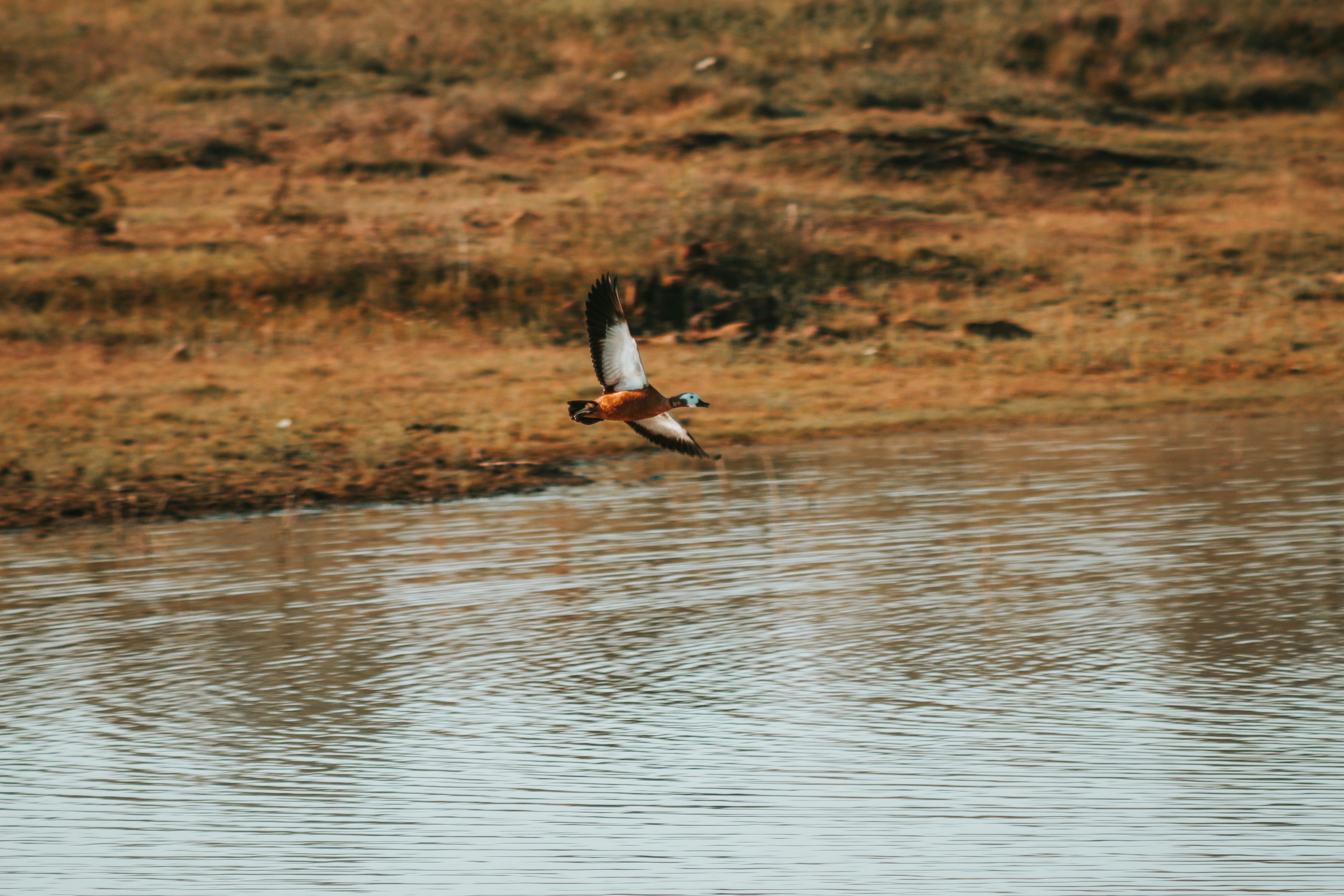flying mallard duck above body of water during daytime